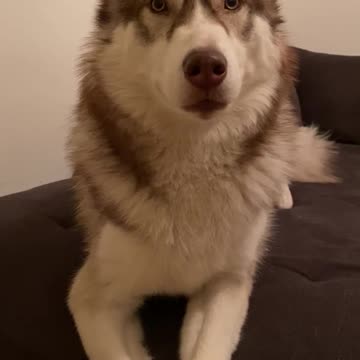 Husky is very stylish