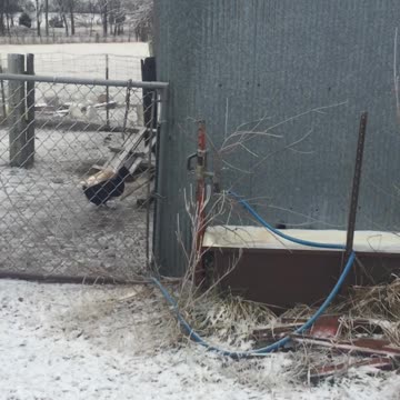 Ducks try not to slide on ice