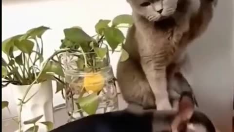 AWW SO FUNNY😂😂 Super Dogs And Cats Reaction Videos (Honest Audio) #12