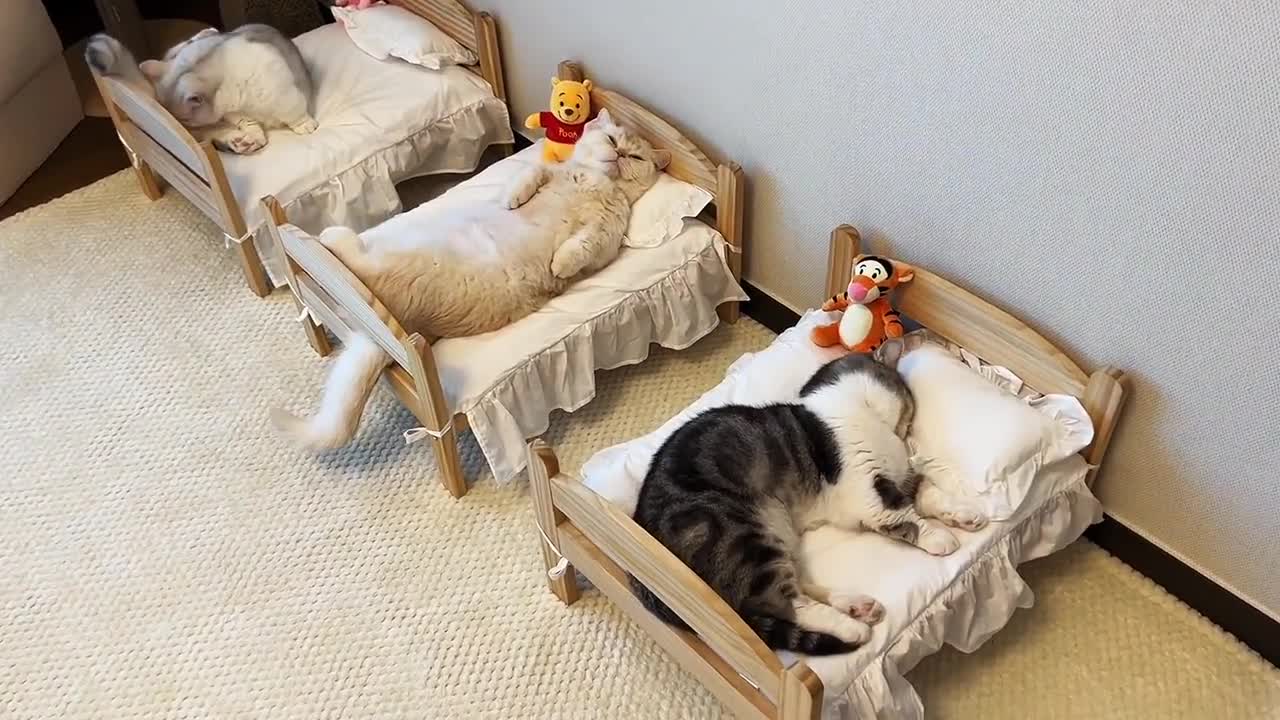 There are so many kittens