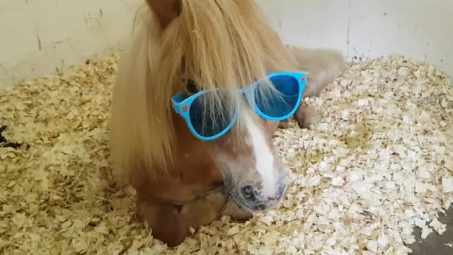 Horse Wearing Sunglasses