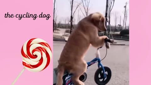 the cycling dog