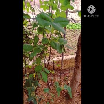 Today's a lot of air storm.