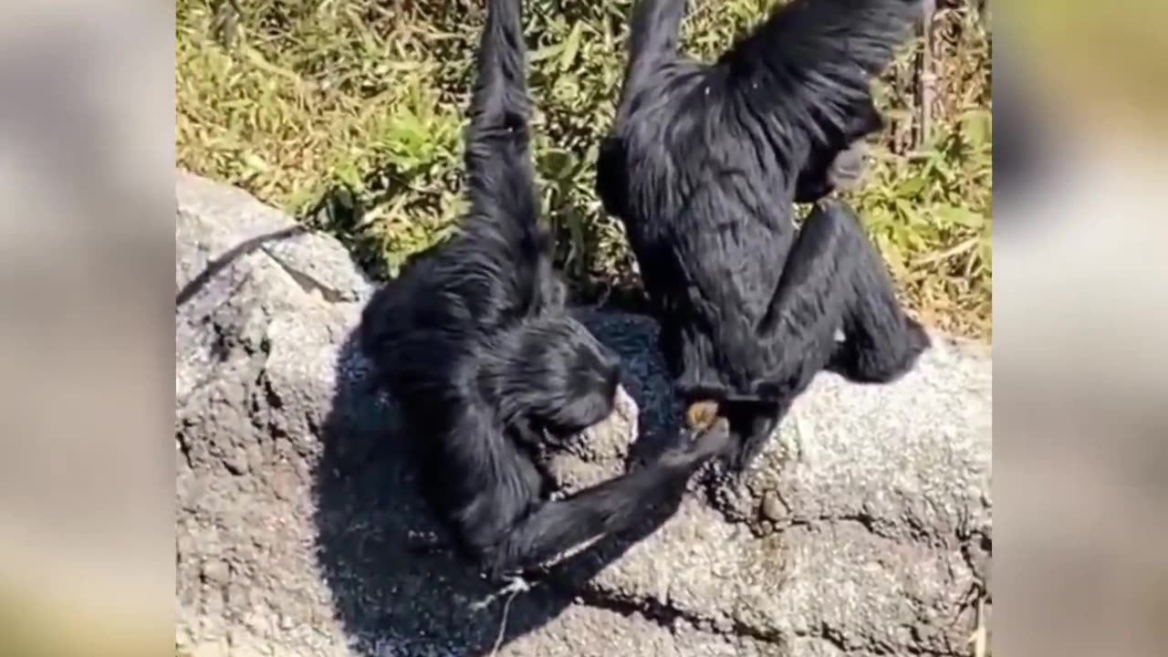 Funny behavior of animals 1