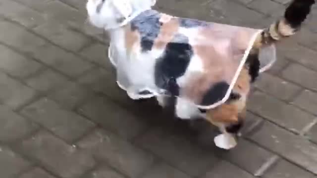Now she can walk in rainy weather