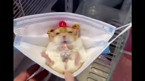 AWW SO CUTE! Cutest baby animals Videos Compilation Cute moment of the Animals - Cutest Animals