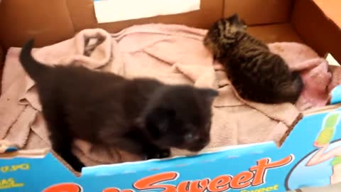 Elias and the kittens