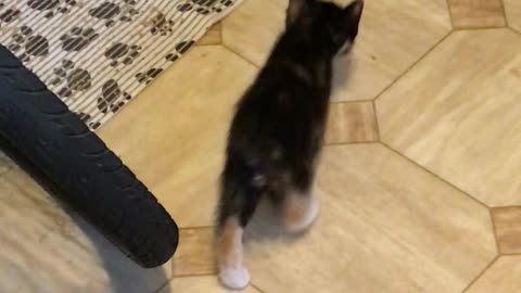 Kittens at play - Baby Mimi the calico kitten vs. the shoe