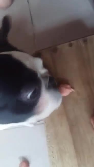 Lovely pets play alone