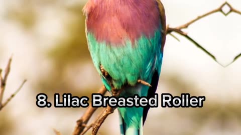 Top 10 beautiful bird