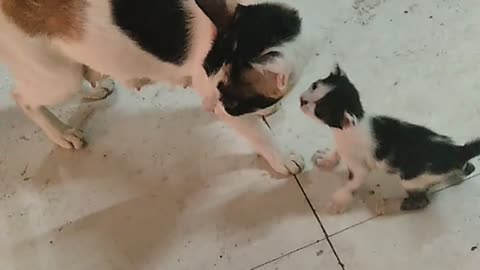 Amazing cat love