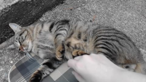 cuddling cat