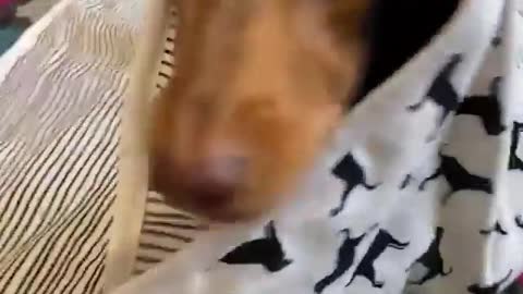 This dog is feeling cold, he is smart.
