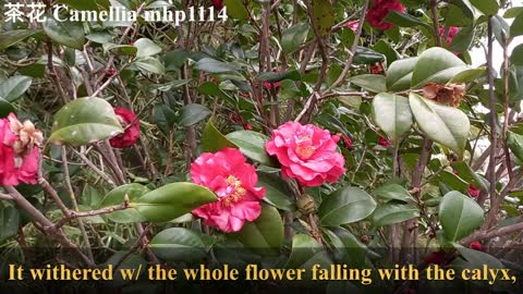 茶花 Camellia, mhp1114, Feb 2021