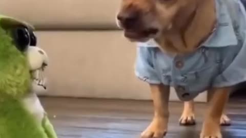 Dog funny video. Dog funny training video. Dog fun video