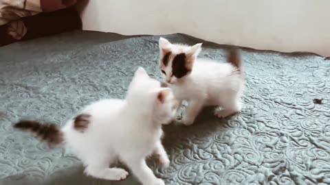 Cat fight