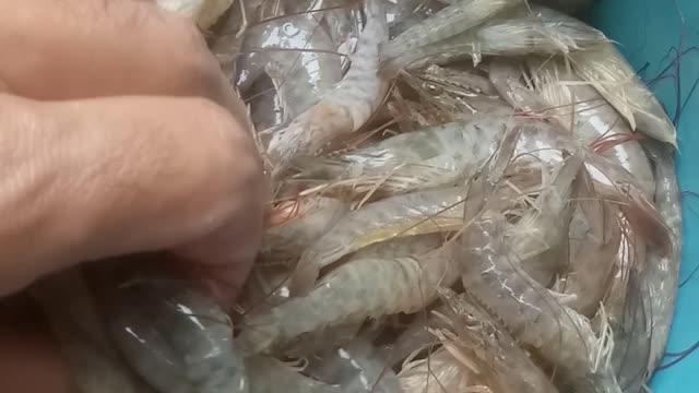 SHRIMP FROM THE BLACK COAST