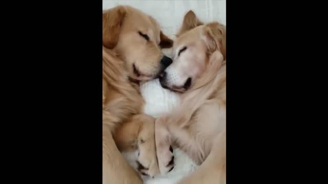 Funny Animals! Funny Dogs! Funny Videos! # Short