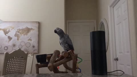 Petra the Parrot and Alexa