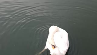 Graceful Swan