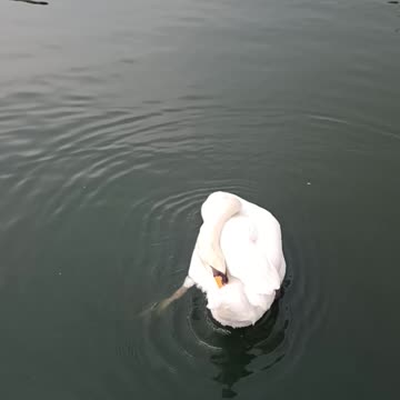 Graceful Swan