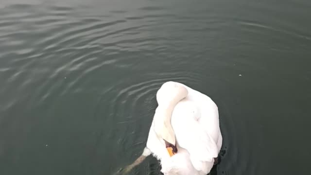 Graceful Swan