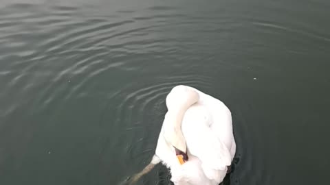 Graceful Swan