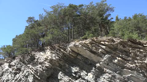 France Trees On Tilted Strata In The Valley Of Ubaye