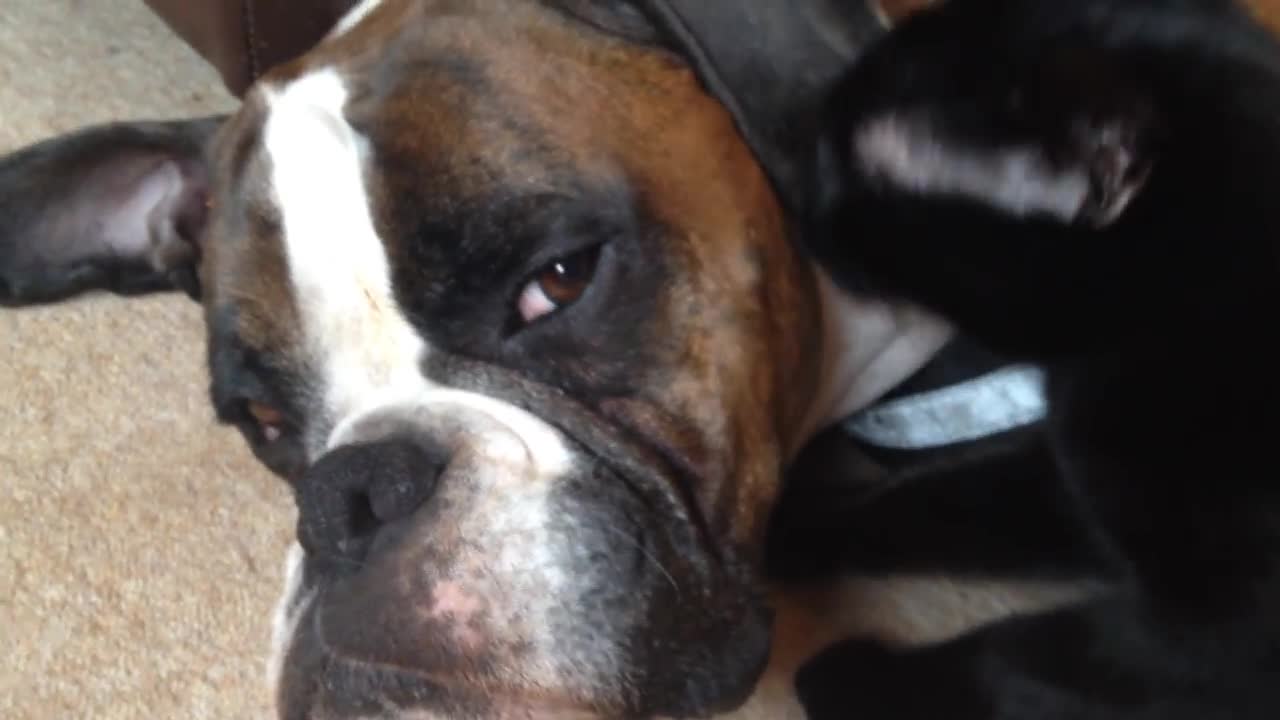 Cat Gives Dog Extensive Grooming Session