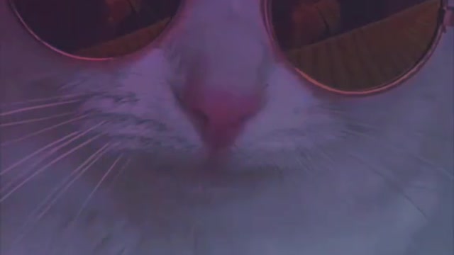 Stylish cat meow