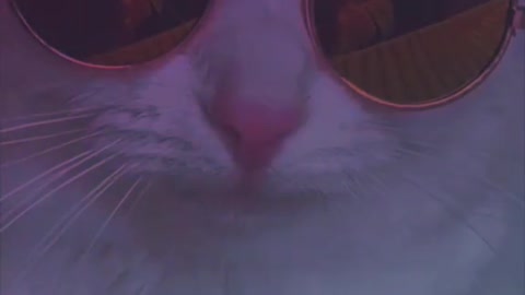 Stylish cat meow