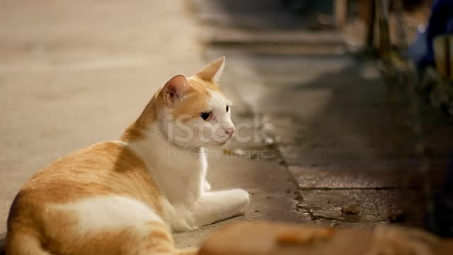 d White Stray Cat Lying On The Ground At Night Stree.mp4