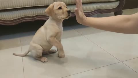 Labrador puppy training