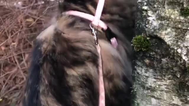 Cat Takes Back Crying Kitten From Toddler Cat Walking And Cat Playing