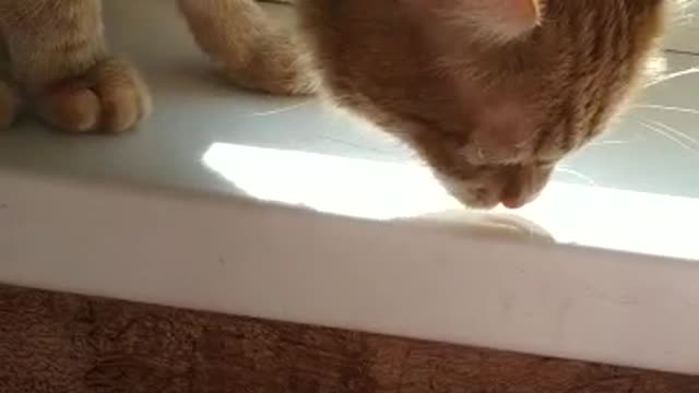 orange cupcake