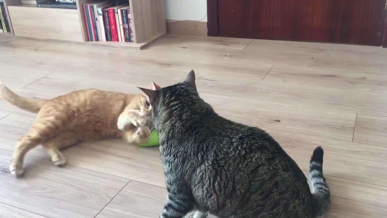 Funny Cats Playing #4 - Funny Videos 😻😻😻