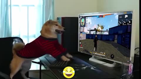 Crazy dog