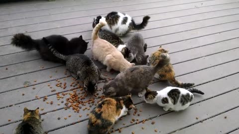 When you feed the neighborhood cats.....