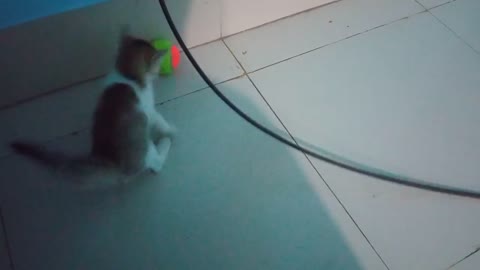 Cat VS Ball (Best Funny Cat Video) 2021 FunnyHub