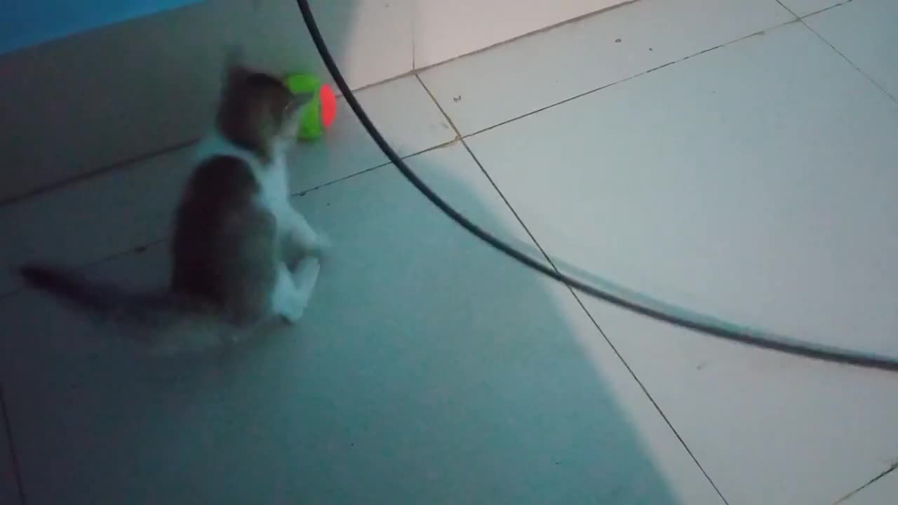 Cat VS Ball (Best Funny Cat Video) 2021 FunnyHub