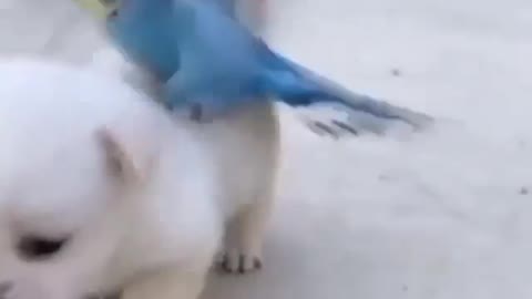 Cute 🐕 dog love moments#funny