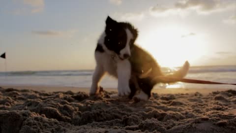 Pretty prttey dogs