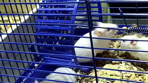 Hamsters are playing