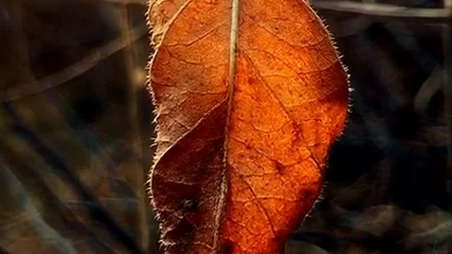autumn leaves