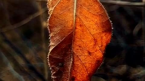 autumn leaves