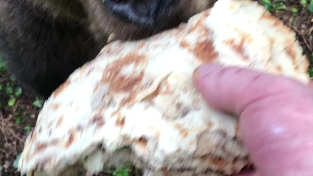 Bear Eats Russian Pancakes