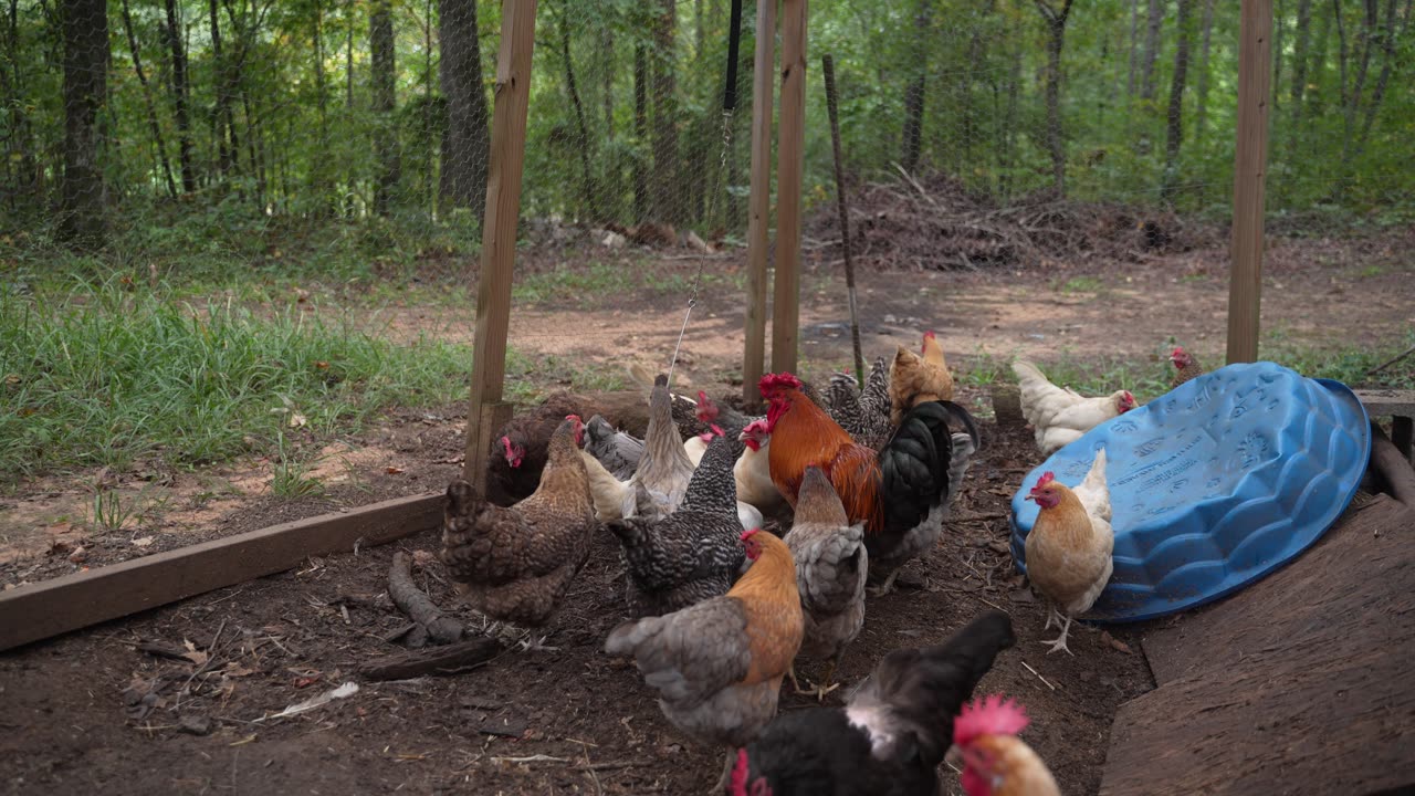 How long does a $1.29 ALDI pack of cheese last one family...of chickens?