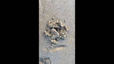 A cute crab is digging sand and hide himself