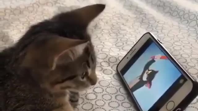 cats watch mobile tom and jerry cartoon