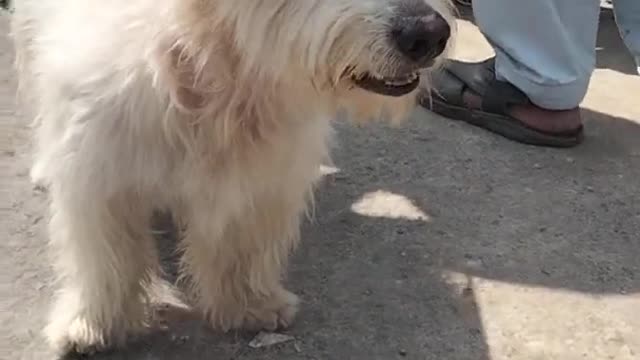 My beautiful dog video